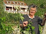 Garden, Vineyard, Olive trees. House SLAVOMIR. Click for larger image