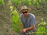 Garden, Vineyard, Olive trees. House SLAVOMIR. Click for larger image