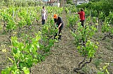 Garden, Vineyard, Olive trees. House SLAVOMIR. Click for larger image