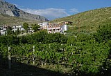 Garden, Vineyard, Olive trees. House SLAVOMIR. Click for larger image